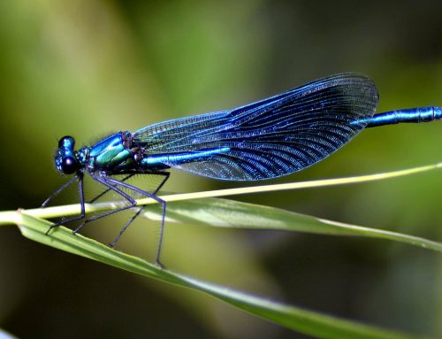 Die Welt der Krafttiere: Die Libelle