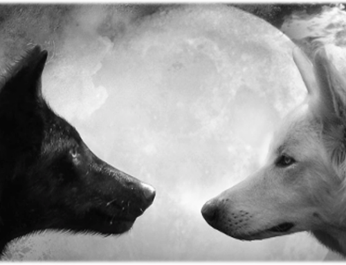 Die Kraft der beiden Wölfe analog von Yang und Yin